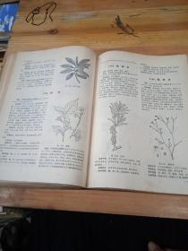 全国中草药汇编 下