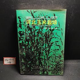 河北玉米栽培