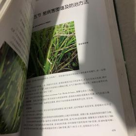 中国植保病虫草害图谱大全暨防治宝典