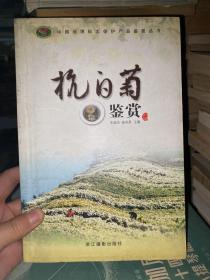 杭白菊鉴赏