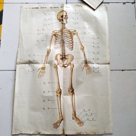 人体解剖挂图 1 骨及骨连结 <1-1全身骨骼（前面观) ＞全开