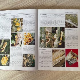 中国大型真菌原色图鉴