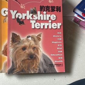 约克爹利 YorkshireTerrier