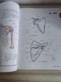 推拿按摩的解剖学基础（第4版）