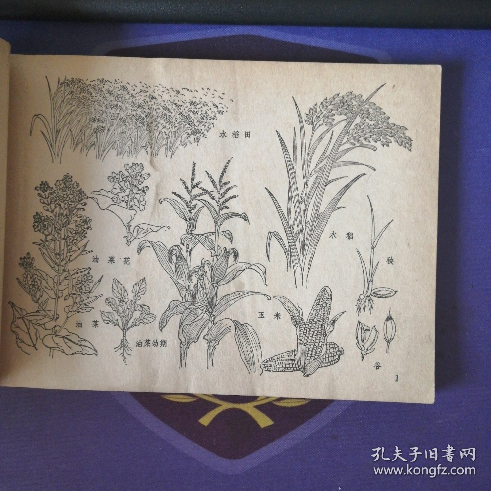《农林牧副渔美术参考资料》 插图本（1979年3月）1 版1印 上海人民美术出 （私藏）