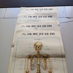 人体解剖挂图（全套12张）