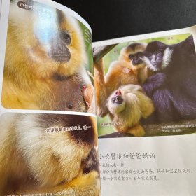小聪仔·科普版：长臂猿（总第527期）