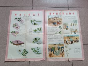 60年代初期，怎样防治棉花害虫（4开2张）