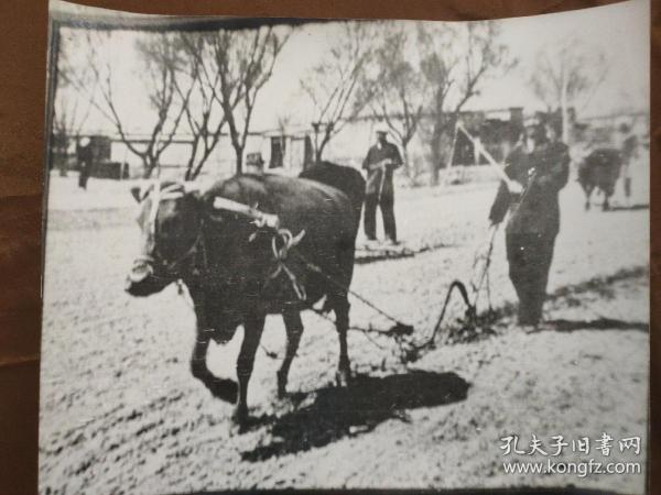 老照片----解放区农民耕种