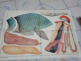 老画家林楚先绘的初中生物教学挂图：鲫鱼的实验解剖 2 附图（此为对开挂图，宽77厘米，高53厘米）