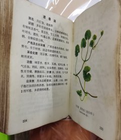 广西实用中草药新选