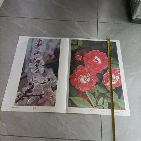 初级中学课本语文第六册教学图片——菜园小记（二）