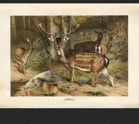 1894年德国彩色套色石印版画布雷姆黇鹿