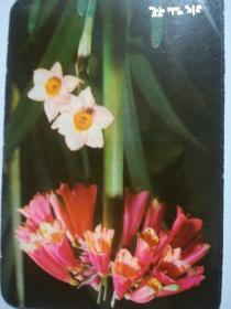 1976年年历卡，水仙花