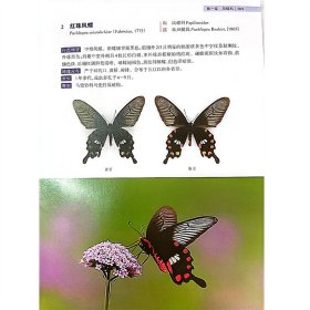 浙江乌岩岭国家级自然保护区蝴蝶图鉴