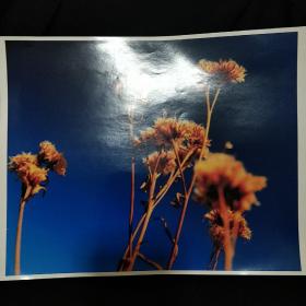 老照片《知秋》超大 原版薄相纸 参加比赛摄影照片 90年代左右 私藏 品佳 书品如图.