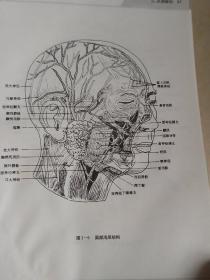 美容外科应用解剖图谱 精装