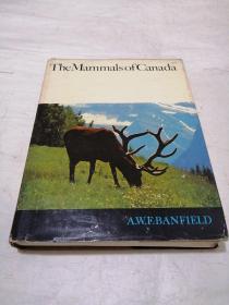 the mammals of Canada