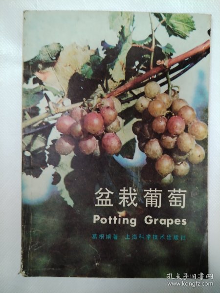 盆栽葡萄