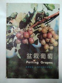盆栽葡萄