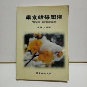 南京腊梅图谱