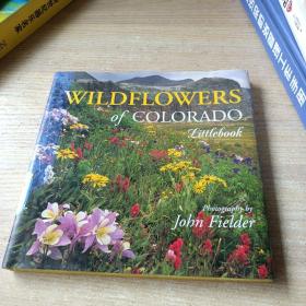 wildflowers of colorado