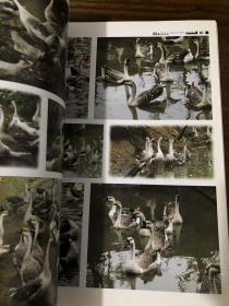 动物摄影图片书籍 画家创作资料用书 鹅分册