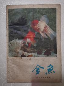 金鱼