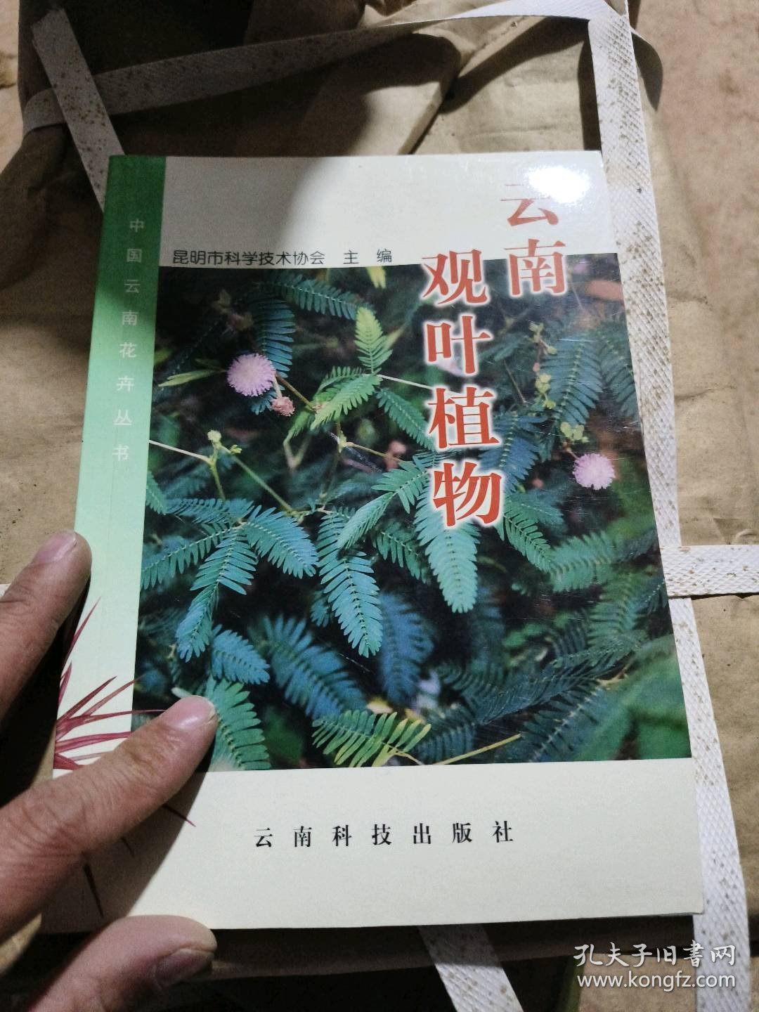 云南野生花卉昆明市科学技术协会