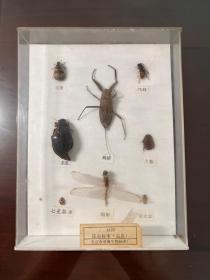 昆虫标本一盒，共8种，近三十年了。