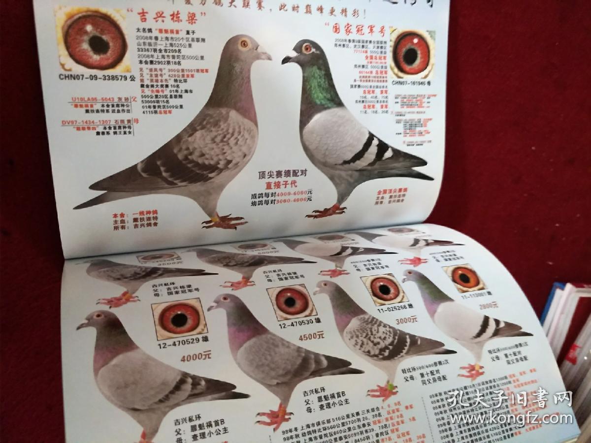 信鸽市场 杂志 赛鸽 2013春季号 总第34期