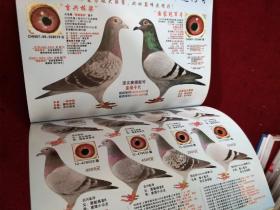 信鸽市场 杂志 赛鸽 2013春季号 总第34期