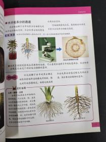 小牛顿科学王（全8册）：神奇的电与磁、奇趣植物园、认识大自然、鲜花朵朵、空气、阳光与水、养一养，做一做、动物王国、光宇声音【8本合售