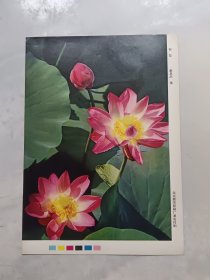 16开宣传画：荷花