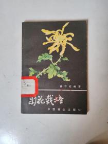 菊花栽培