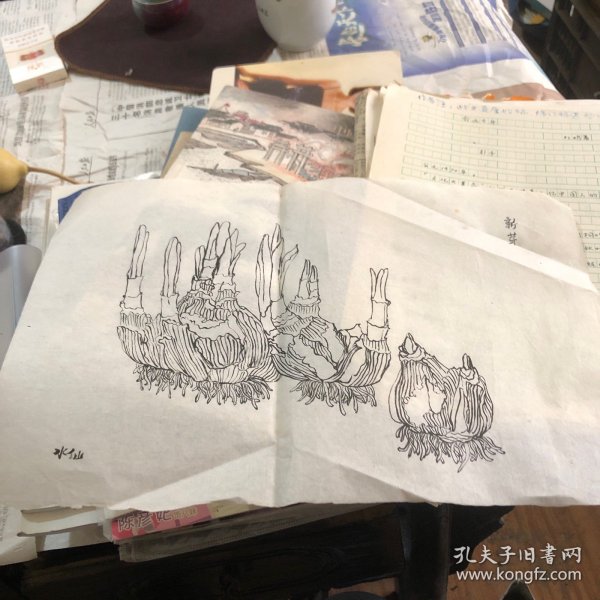 手绘白描水仙小品（无款）