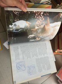 The Illustrated Encyclopedia of the cat