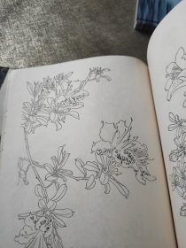 白描花卉资料