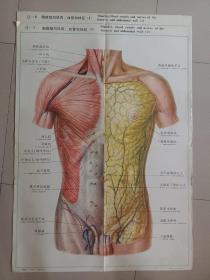 人体解剖挂图：【中英文】Ⅸ―7、8 胸腹壁的肌肉、血管和神经(1+2) 2张合售