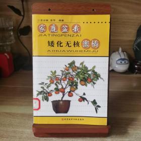 家庭盆栽矮化无核蜜橘