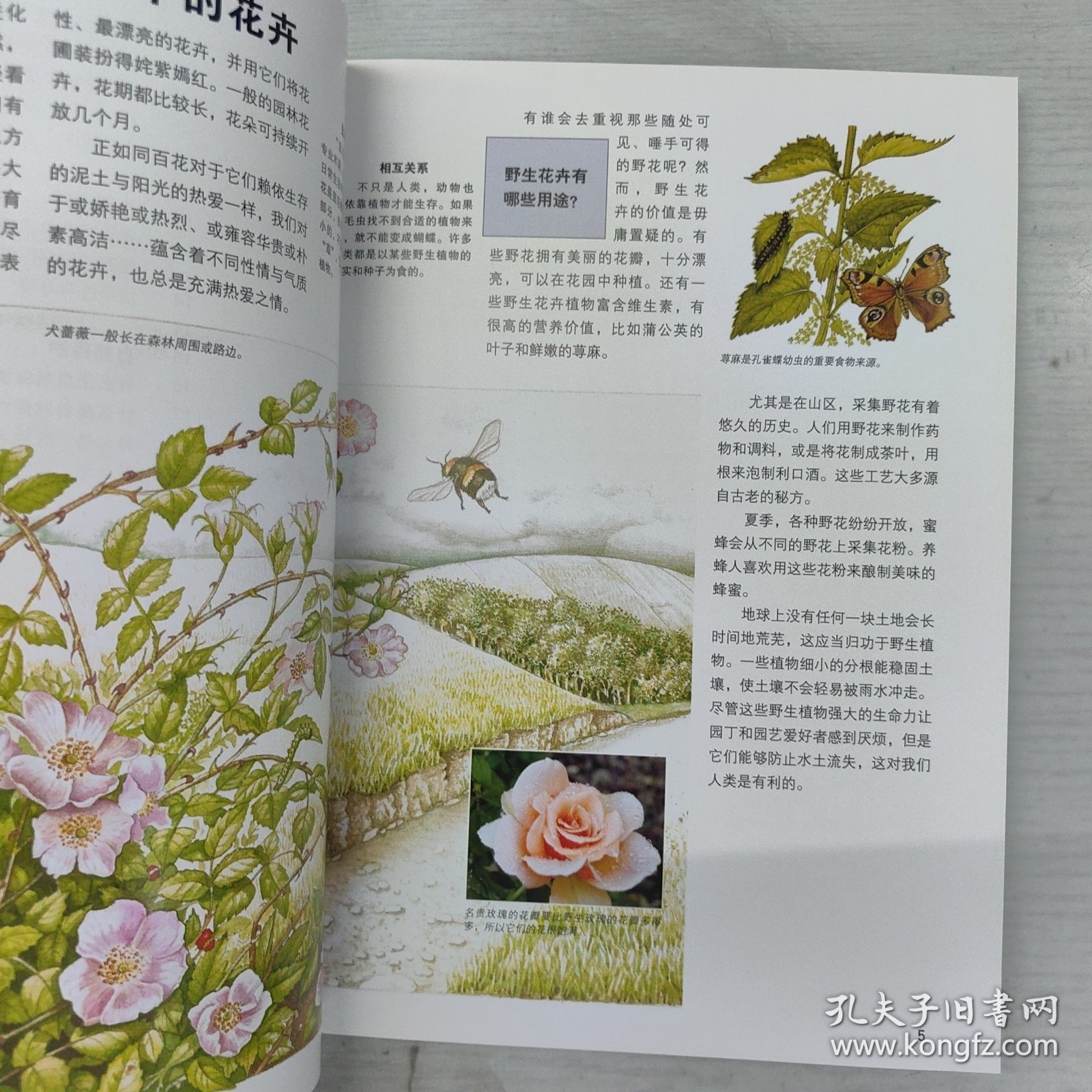 什么是什么：野生花卉