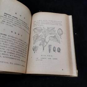 福建野生经济植物  精装32开  1960年1版1印本 大量插图 印3200册）