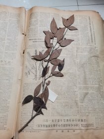 植物标本，无标本台纸.2150527-73
