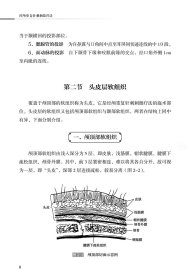 经颅重复针刺刺激疗法