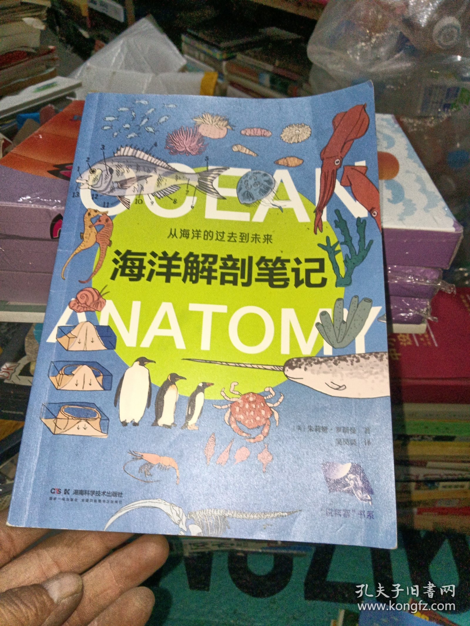 点击查看原图 海洋解剖笔记