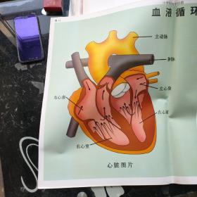 小学科学教学挂图血液循环（尺寸：75x52厘米）