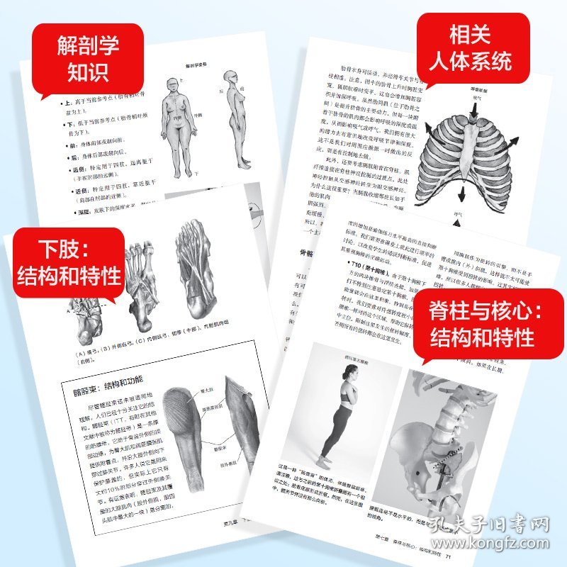 基于解剖学与生物力学的瑜伽体式精解