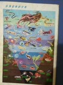 少年科学画报1981年9期