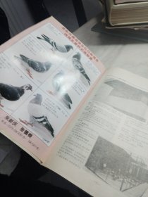 创刊号《赛鸽天地》1995年 第1期 总第1期 有彩插 杂志