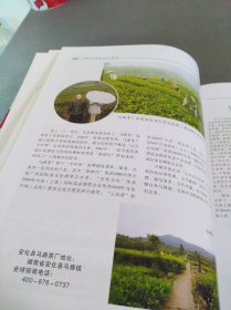 中国安化黑茶行业大家庭